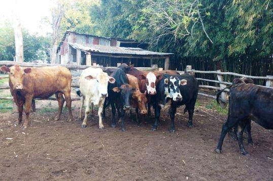 Criminosos teriam abandonado os animais em matagal