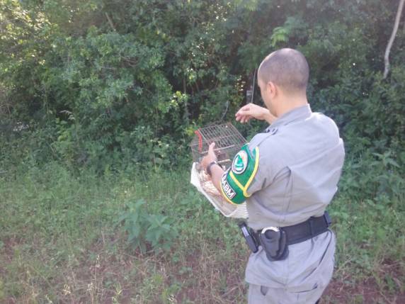 O fato ocorreu No bairro Planalto em Santa Rosa