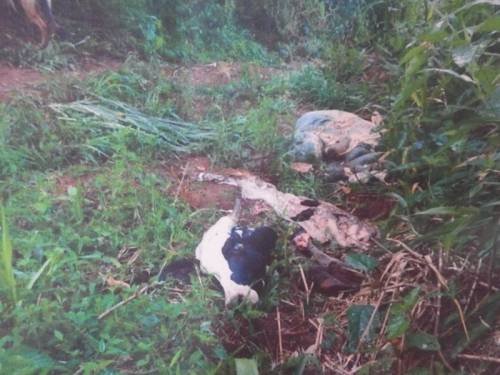 Agricultor gratifica com dois mil reais por alguma 

informação concreta