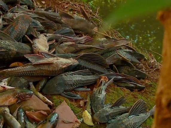 Água do rio Pessegueirinho, em Santa Rosa, foi contaminada por efluentes