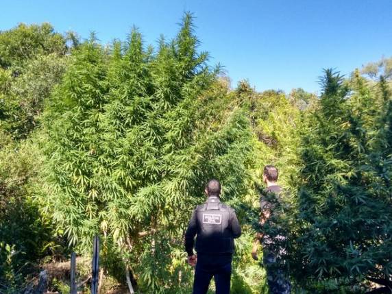 Proprietário do terreno 

em Pelotas foi preso e a droga, destruída