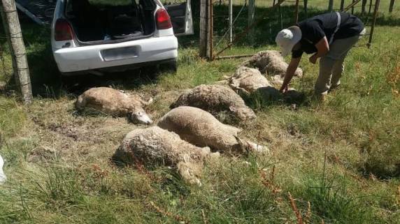 Sete animais morreram por sufocamento