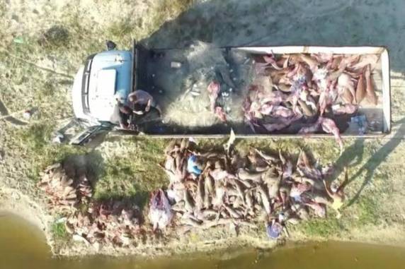 Duas pessoas foram presas por pesca predatória. Investigação apontou que espécie ameaçada de extinção era retirada da Praia do Mar Grosso, em São José do Norte