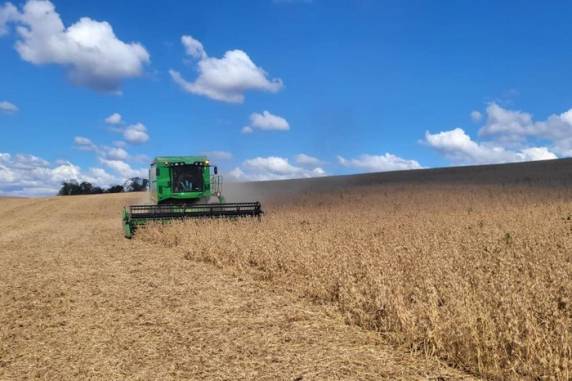 Produção do grão tem cenário variado nas regiões cultivadas, mas dentro da normalidade