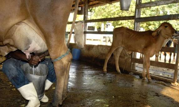 Concorrência com produtos importados, retirada de tarifas e falta de proteção ao produtor nacional agravaram o cenário do setor lácteo brasileiro.