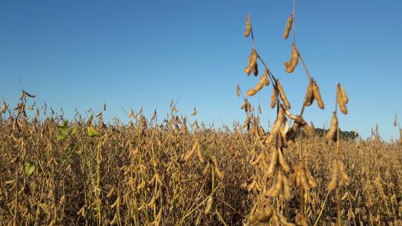 Cultivar Santa Rosa marcou o início da soja comercial no Brasil, impulsionou avanços tecnológicos e consolidou o país como líder mundial na produção do grão